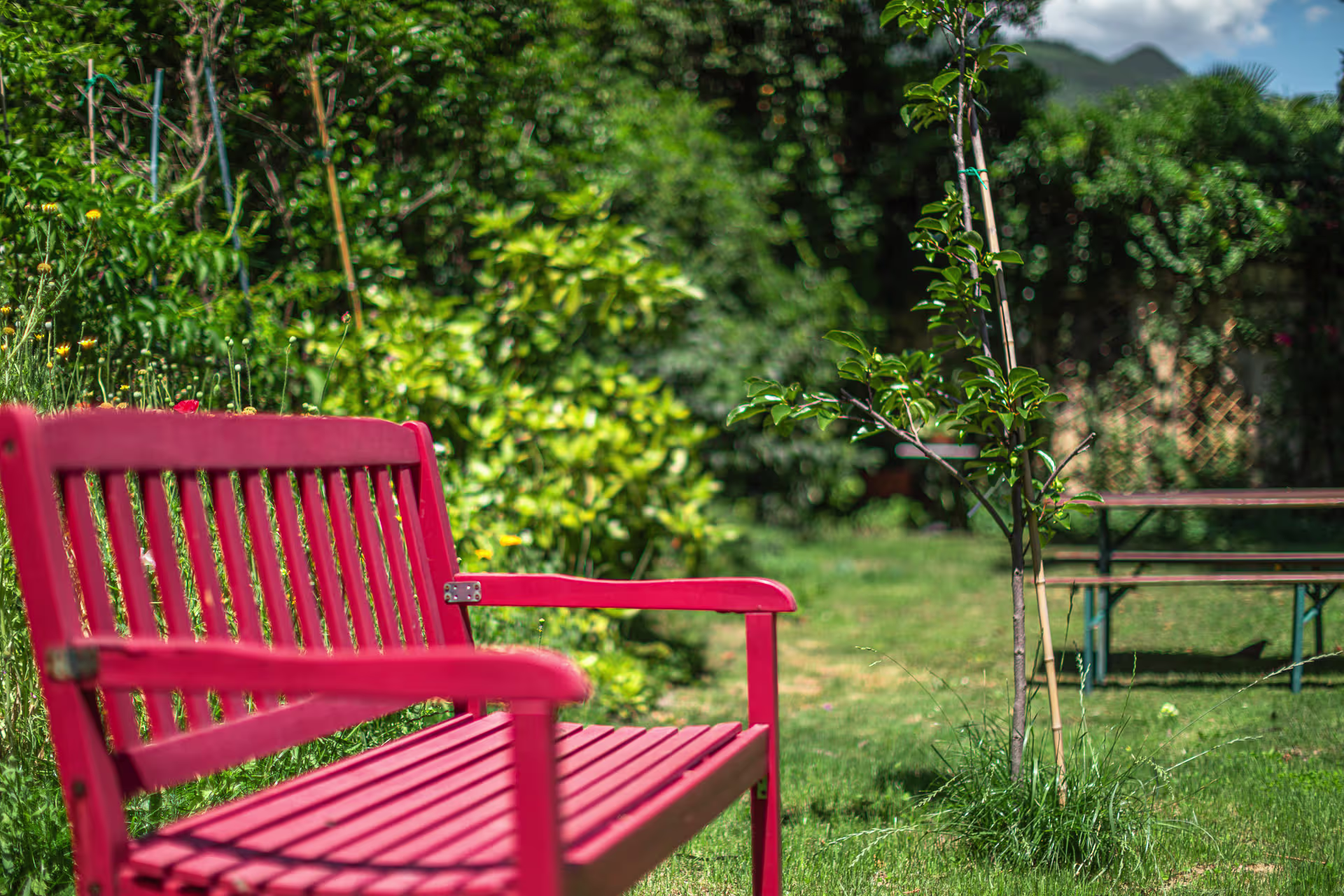 Red bench in the garden